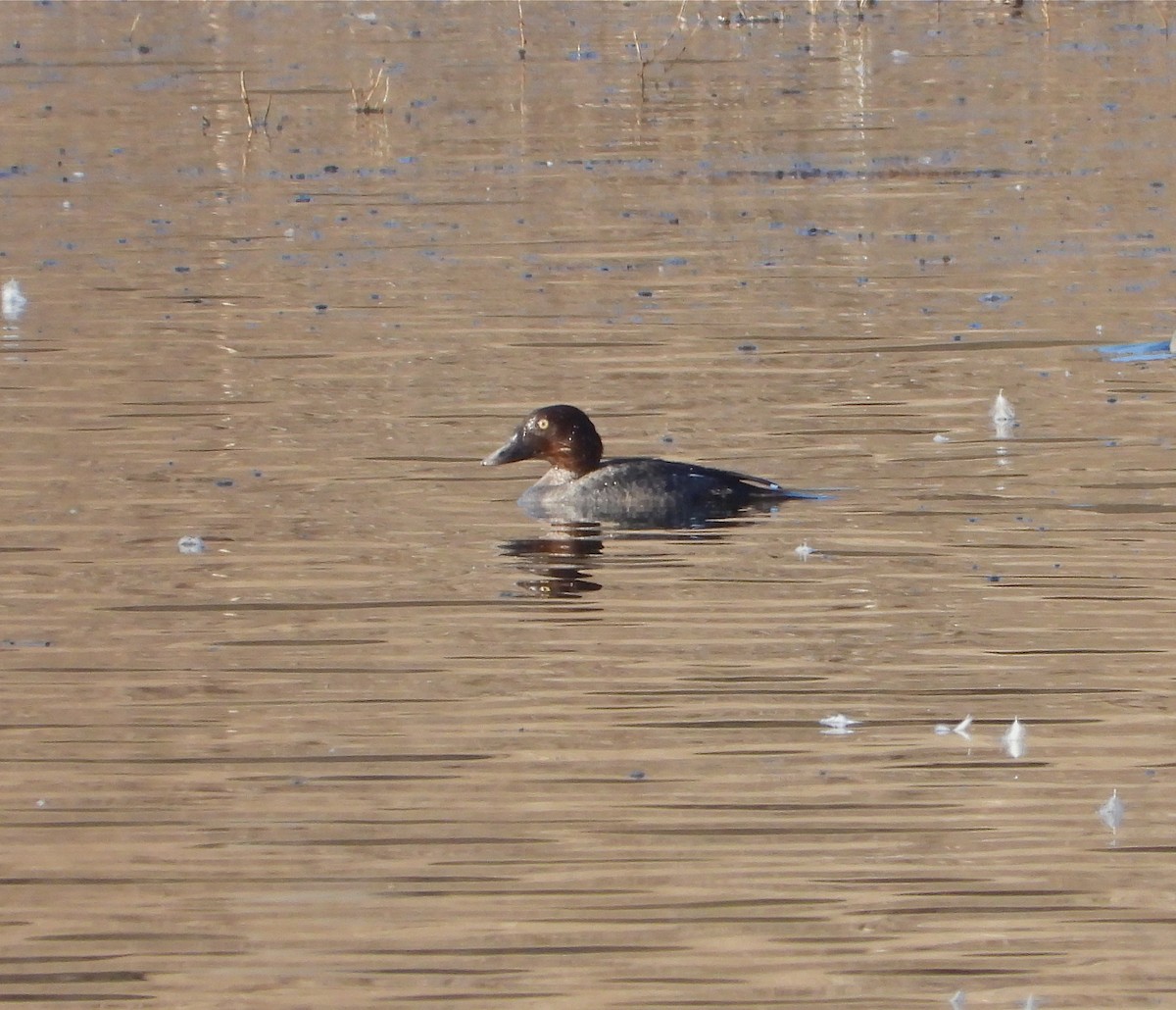 Common Goldeneye - Pair of Wing-Nuts