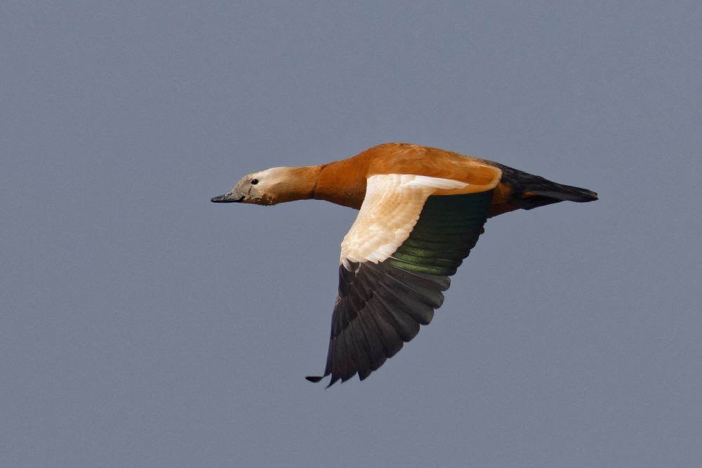 Ruddy Shelduck - ML311032831