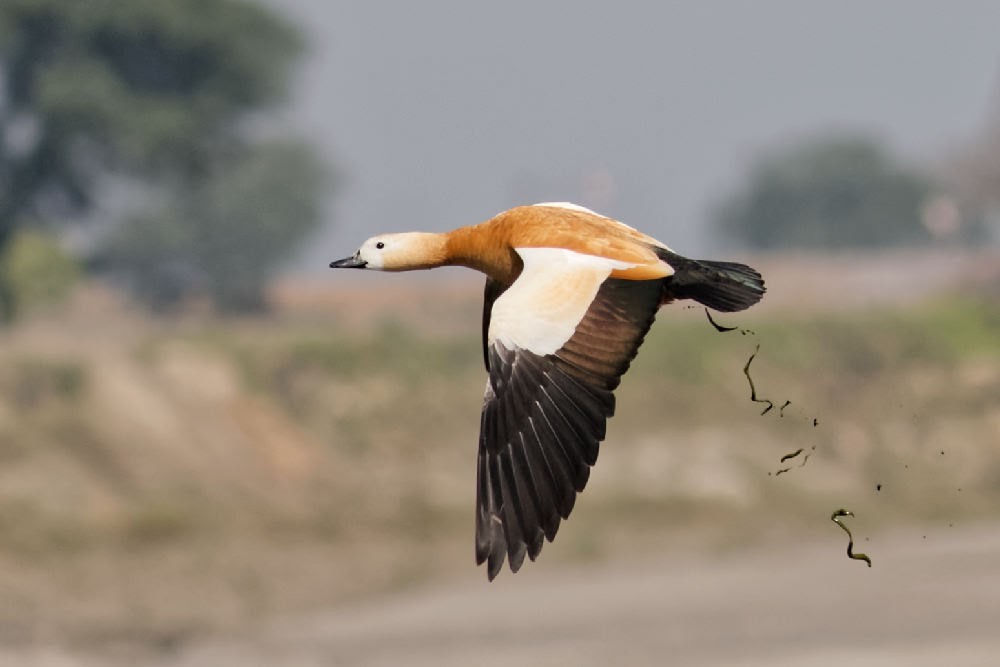 Ruddy Shelduck - ML311032841