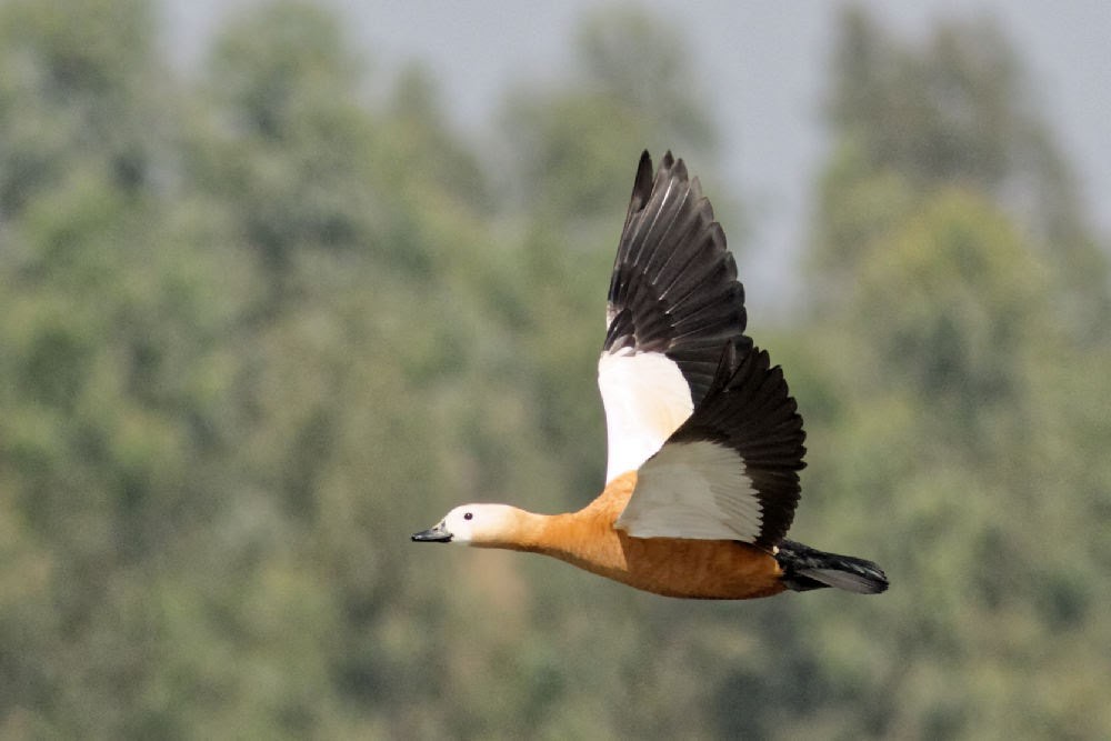 Ruddy Shelduck - ML311032851