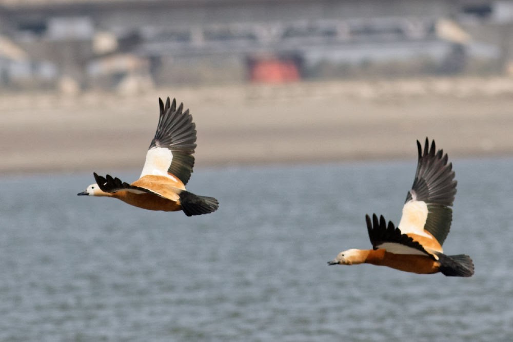 Ruddy Shelduck - ML311032861