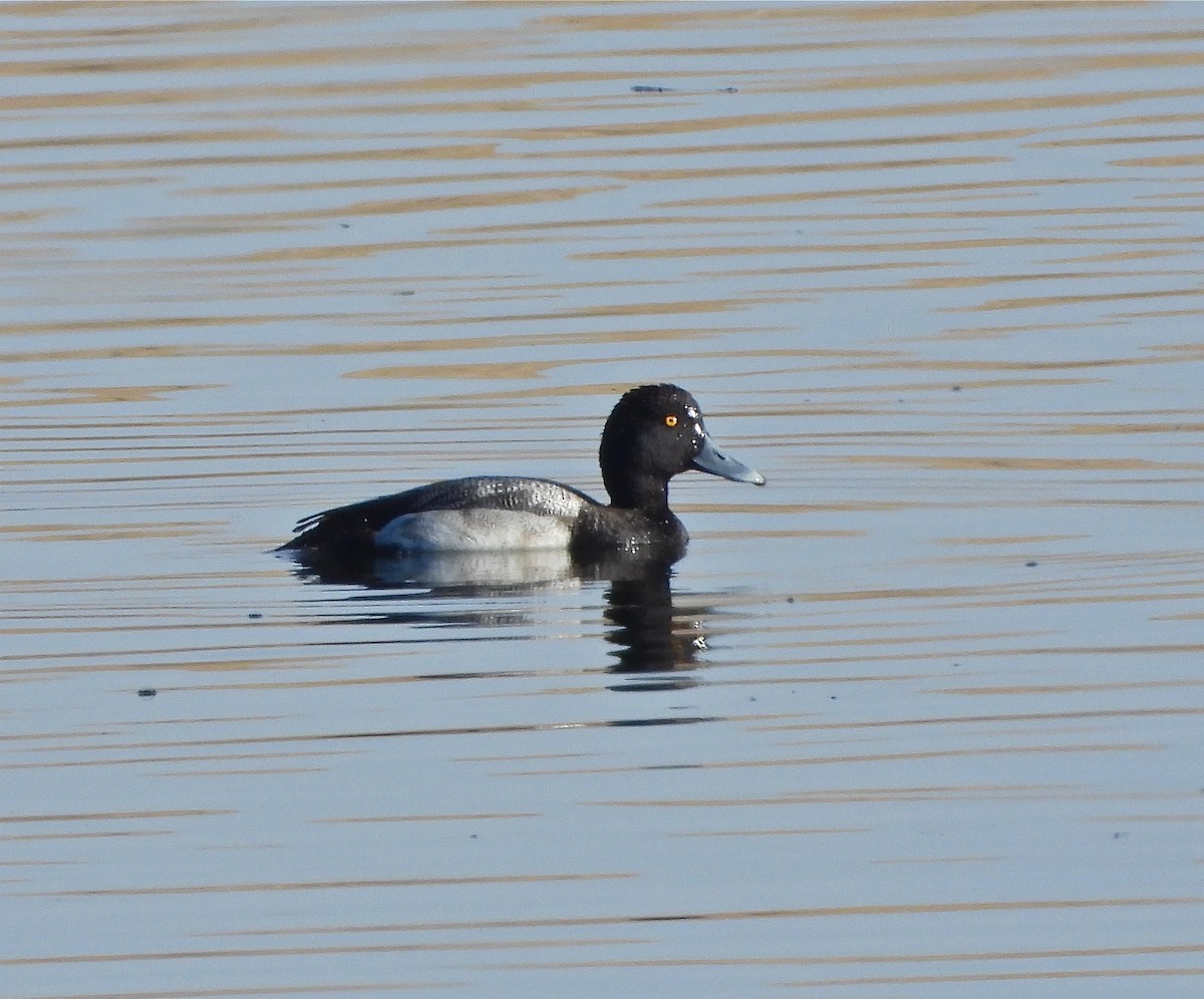 Lesser Scaup - ML311032911