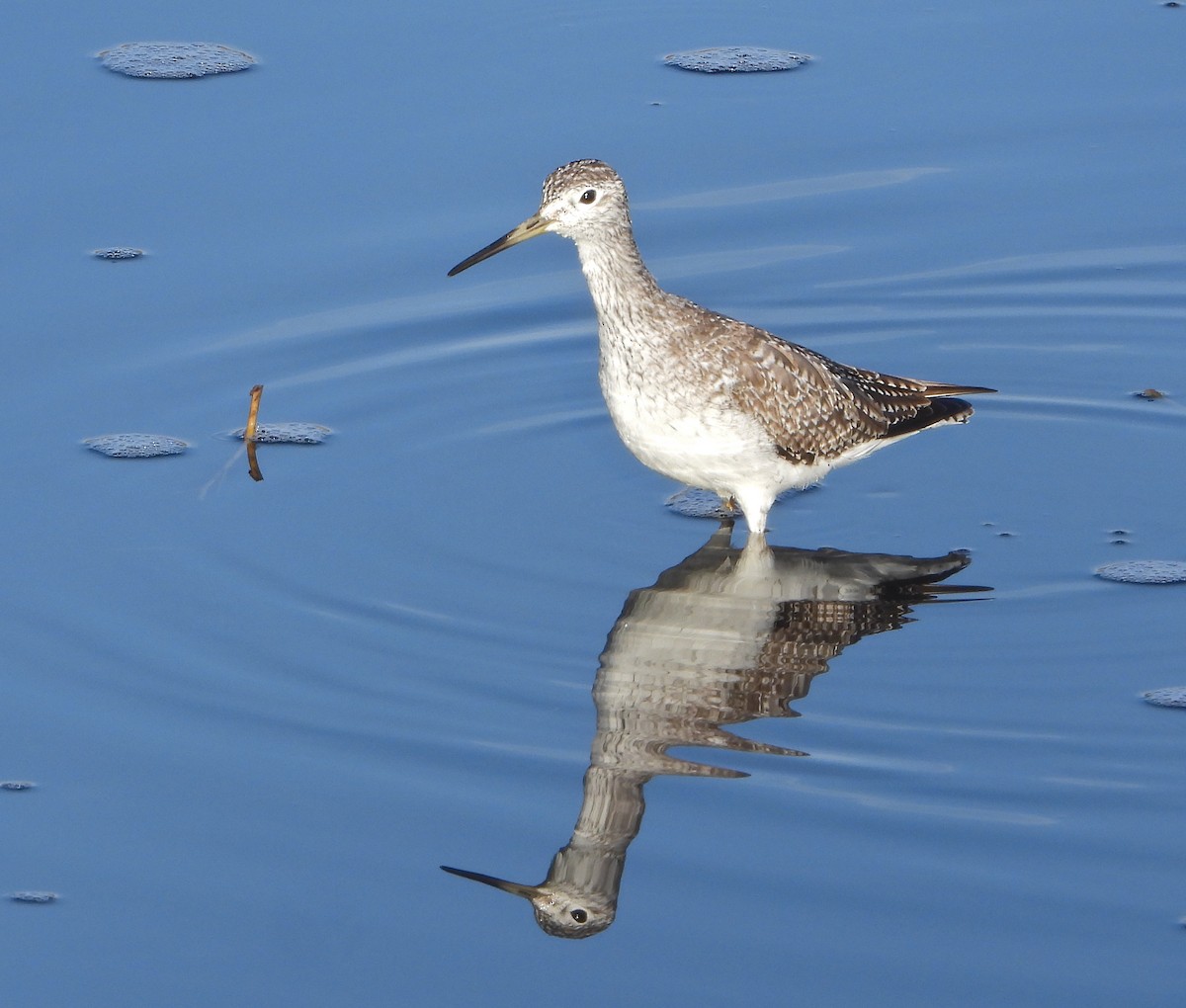 Greater Yellowlegs - Pair of Wing-Nuts