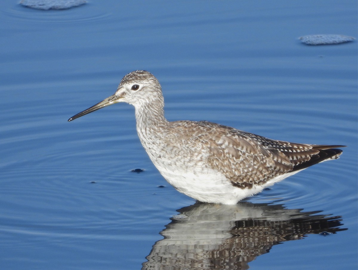 Greater Yellowlegs - ML311033031