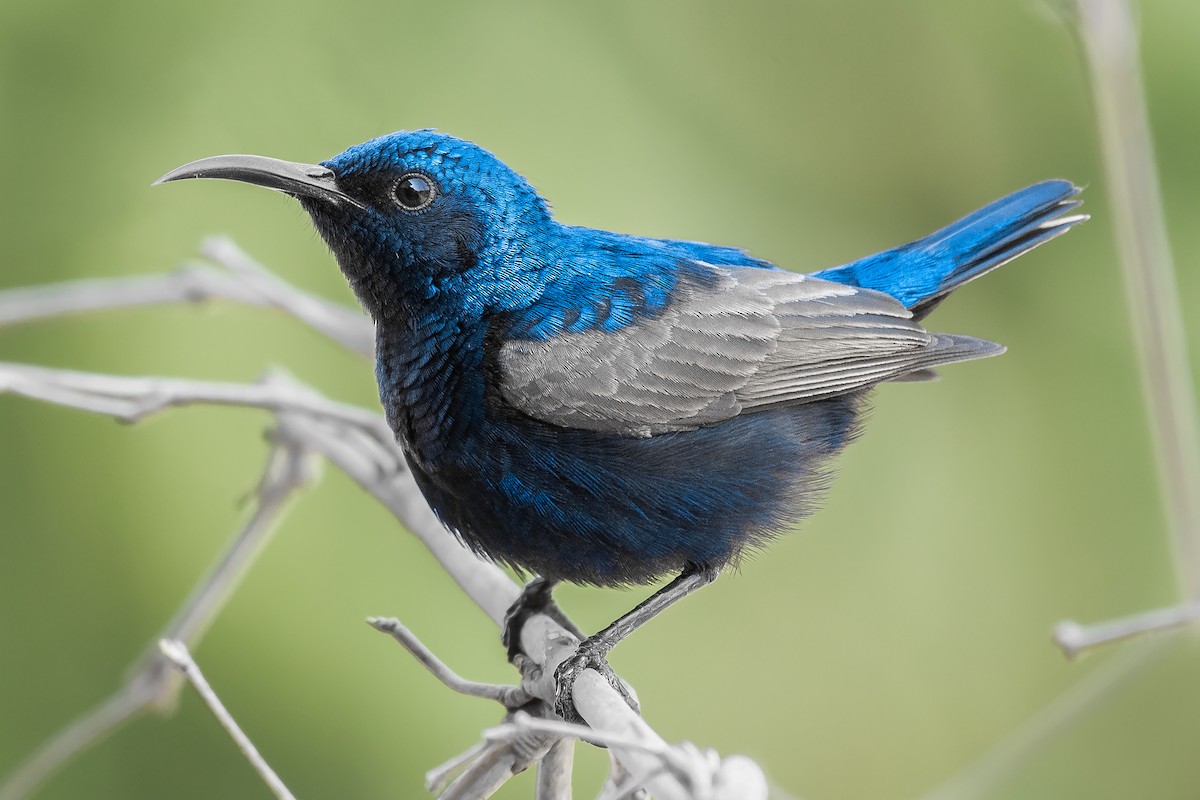 Purple Sunbird - Natthaphat Chotjuckdikul