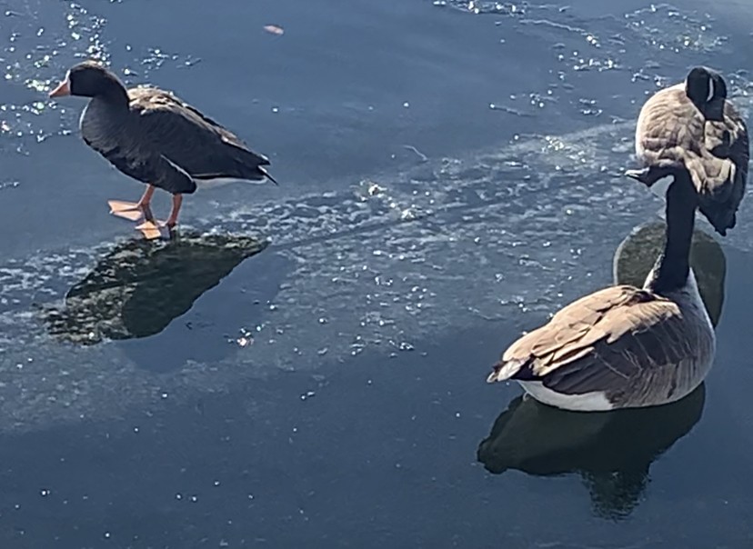 Greater White-fronted Goose - ML311033871