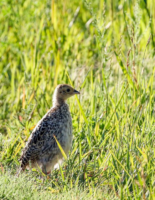 Ring-necked Pheasant - ML31103451