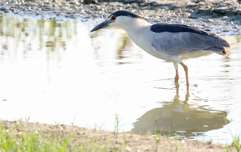 Black-crowned Night Heron - ML31103481