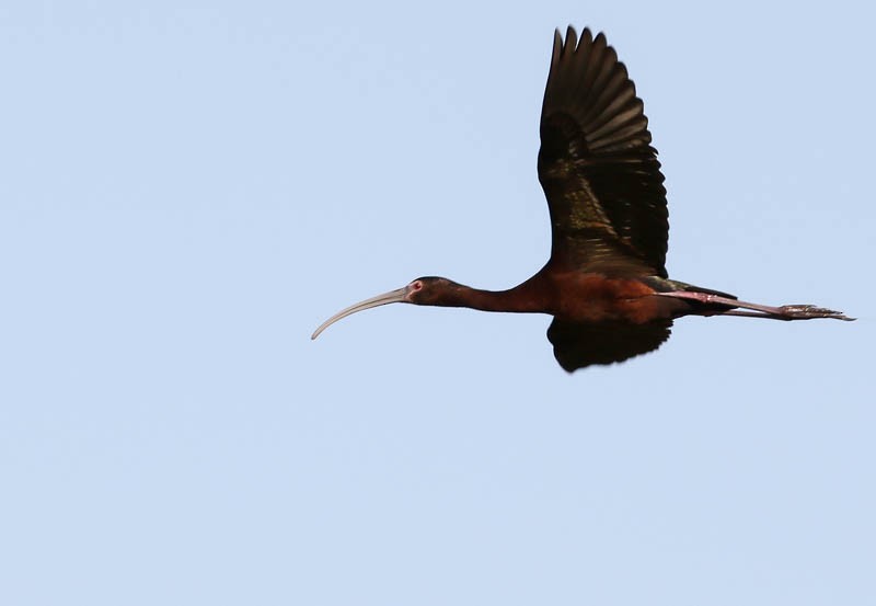 White-faced Ibis - ML31103531