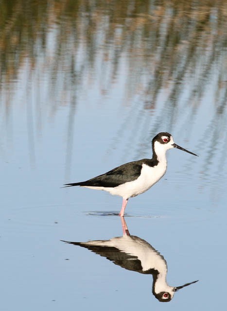 Cigüeñuela Cuellinegra - ML31103571