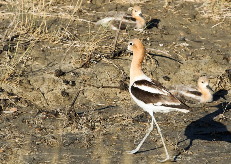 Avoceta Americana - ML31103601