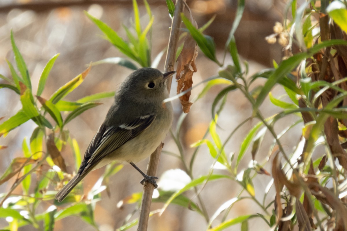 Hutton's Vireo - ML311036111