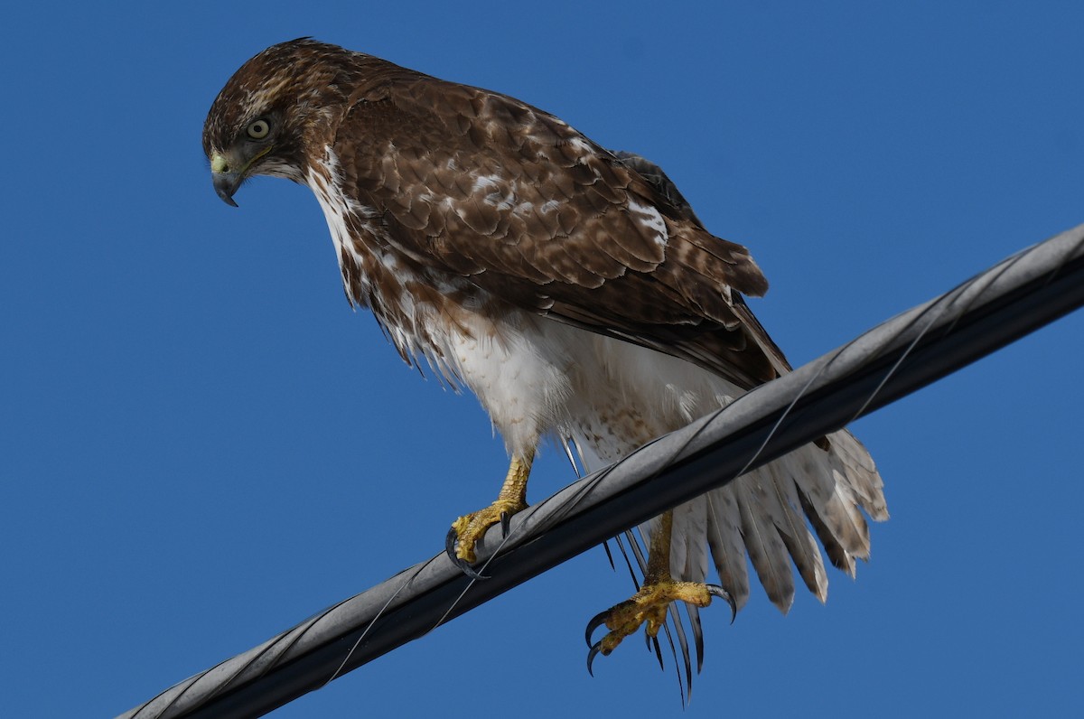 Red-tailed Hawk - Sandy Thomas