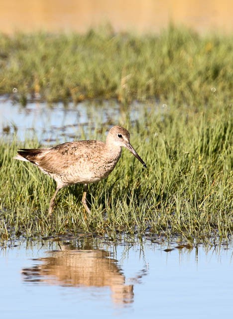 Willet - ML31103711