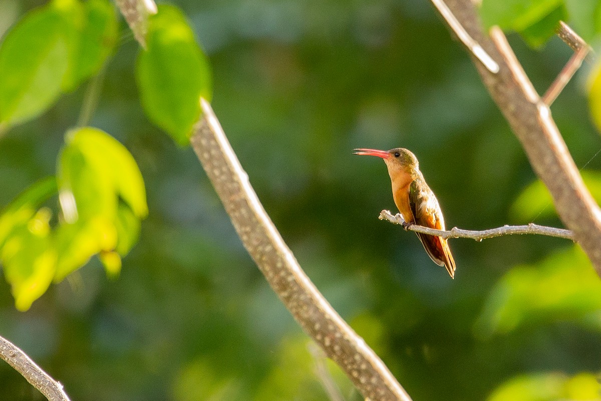 Cinnamon Hummingbird - ML311037731