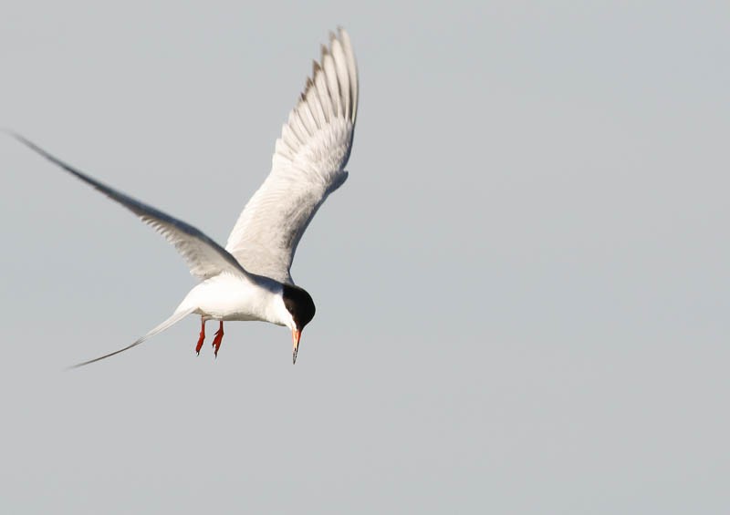 Common Tern - ML31103791