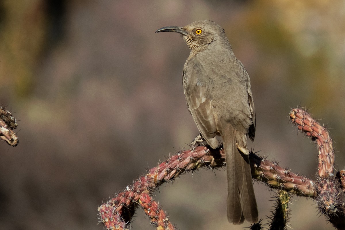 Curve-billed Thrasher - ML311037981