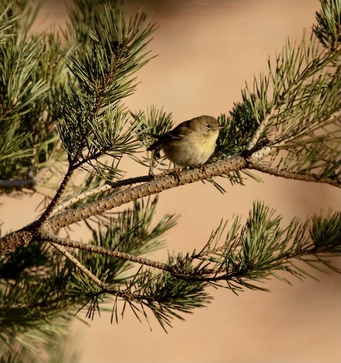 Pine Warbler - Donna Evans