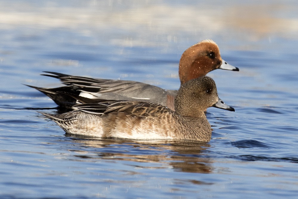 Eurasian Wigeon - ML311042441