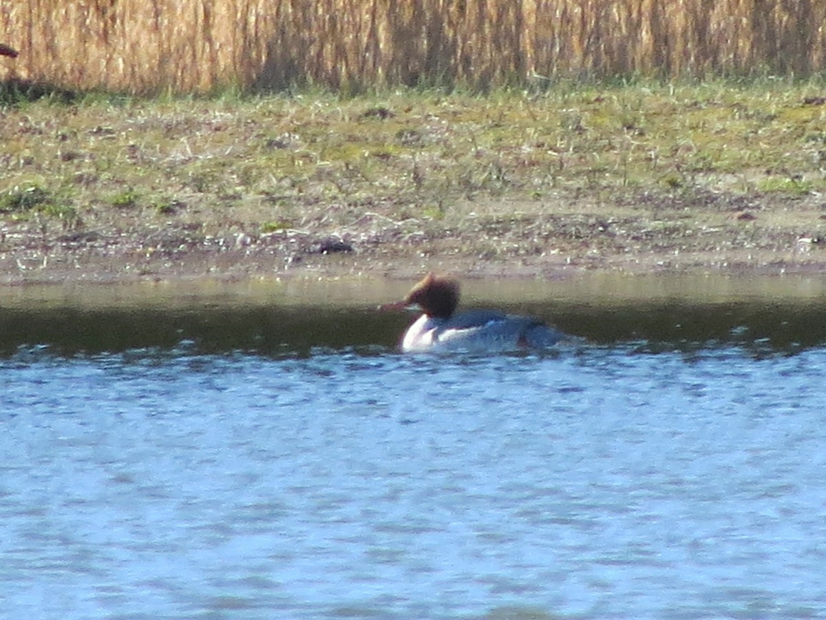 Common Merganser - ML311043951