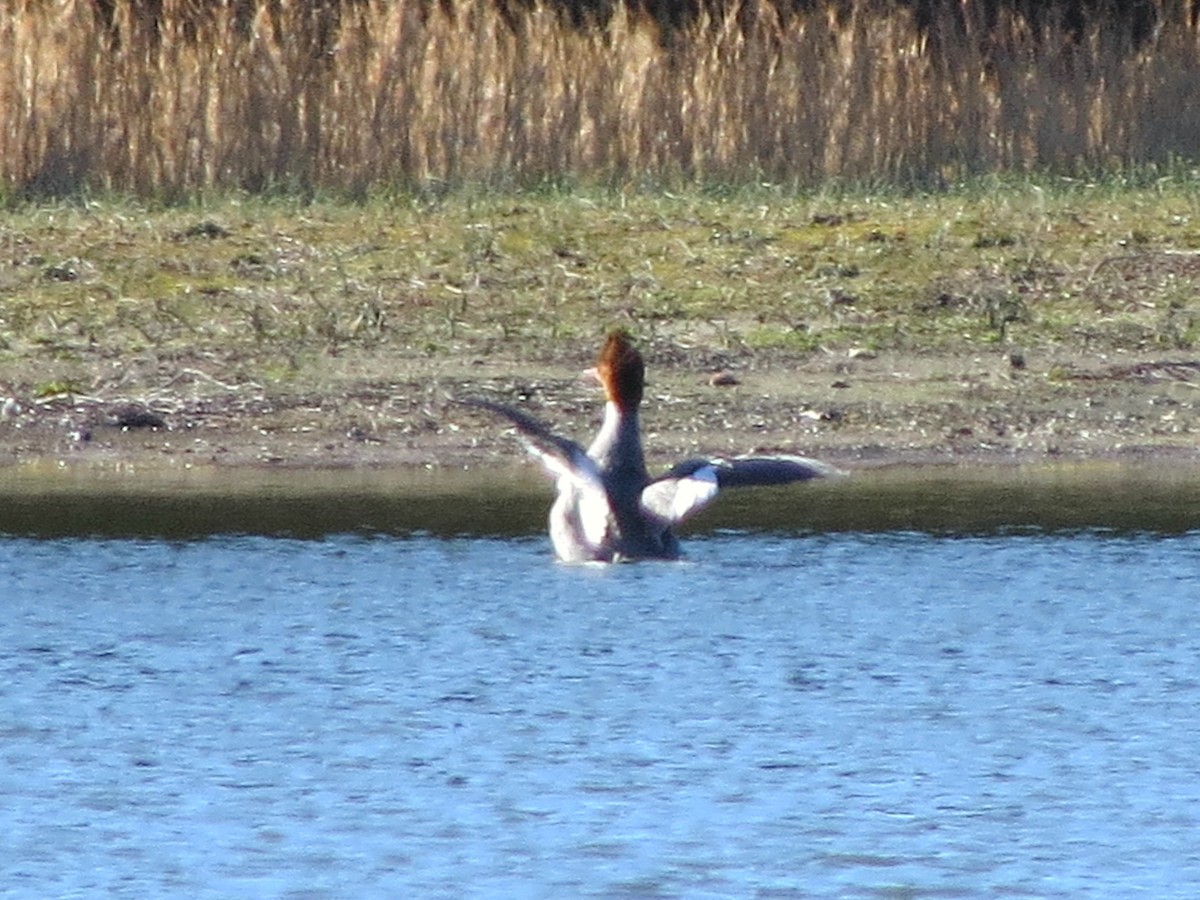 Common Merganser - ML311043971