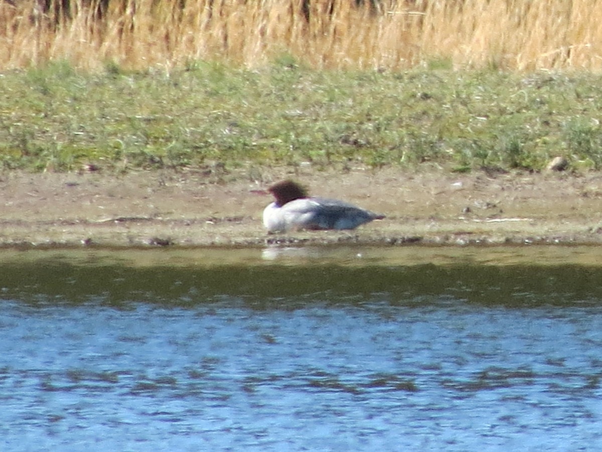 Common Merganser - ML311043991