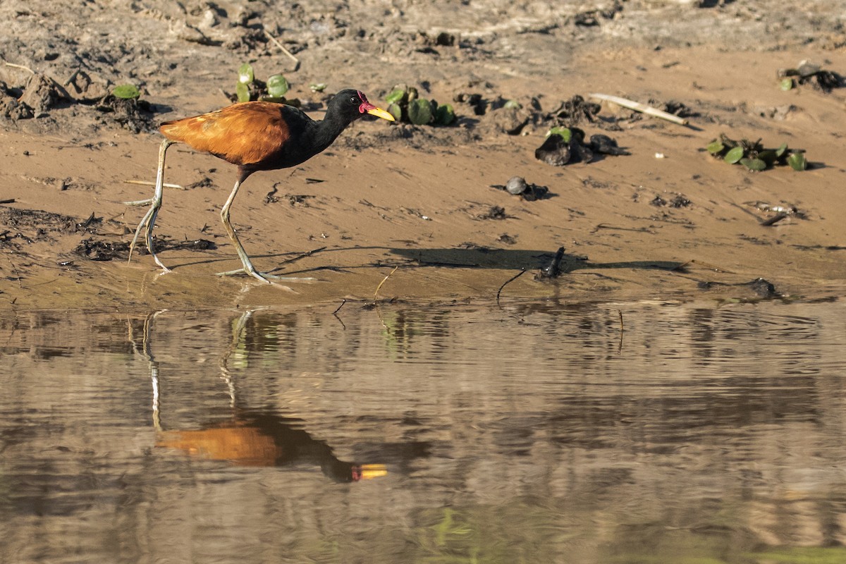 Wattled Jacana - ML311045281