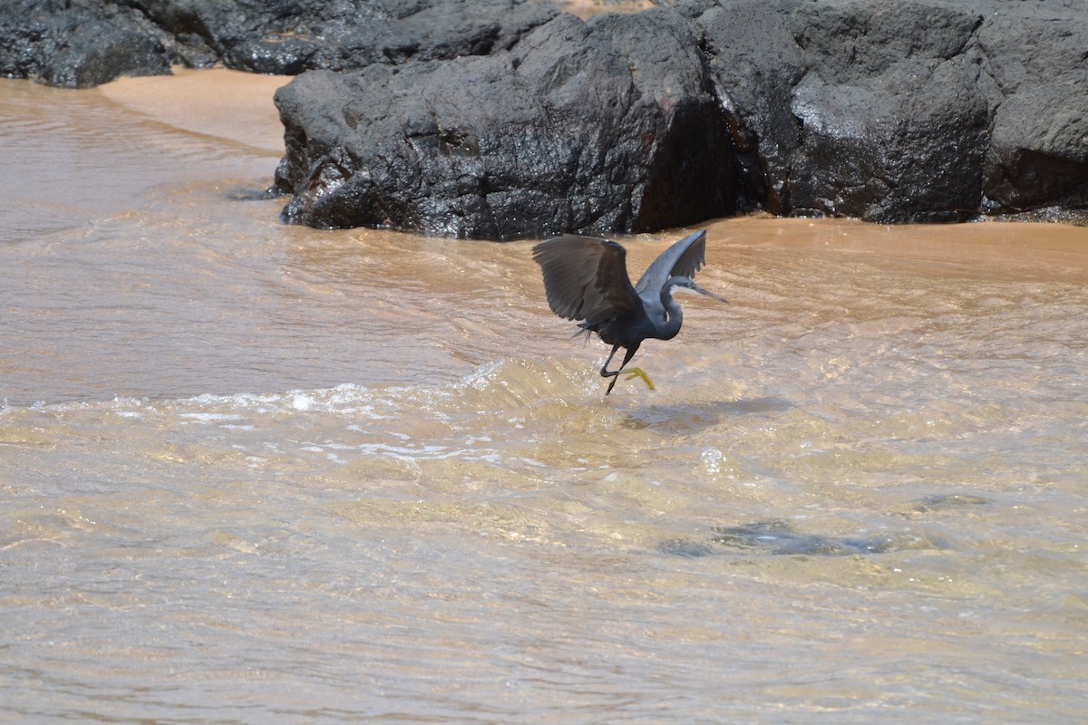 Western Reef-Heron - Dasiel Oscar Borroto Escuela