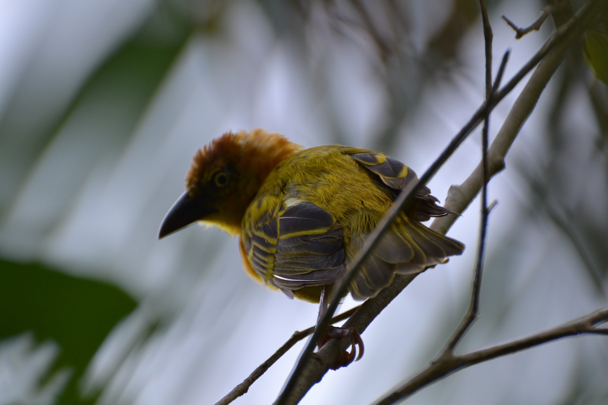 Principe Golden-Weaver - ML311046041