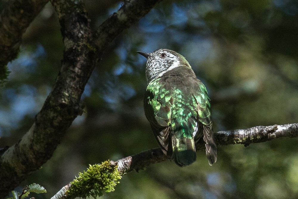 Shining Bronze-Cuckoo - ML311046641