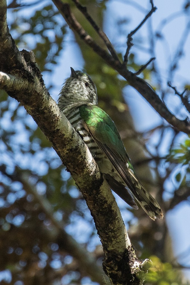 Shining Bronze-Cuckoo - ML311046651