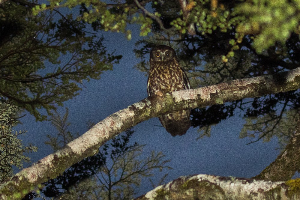 Morepork - ML311046671