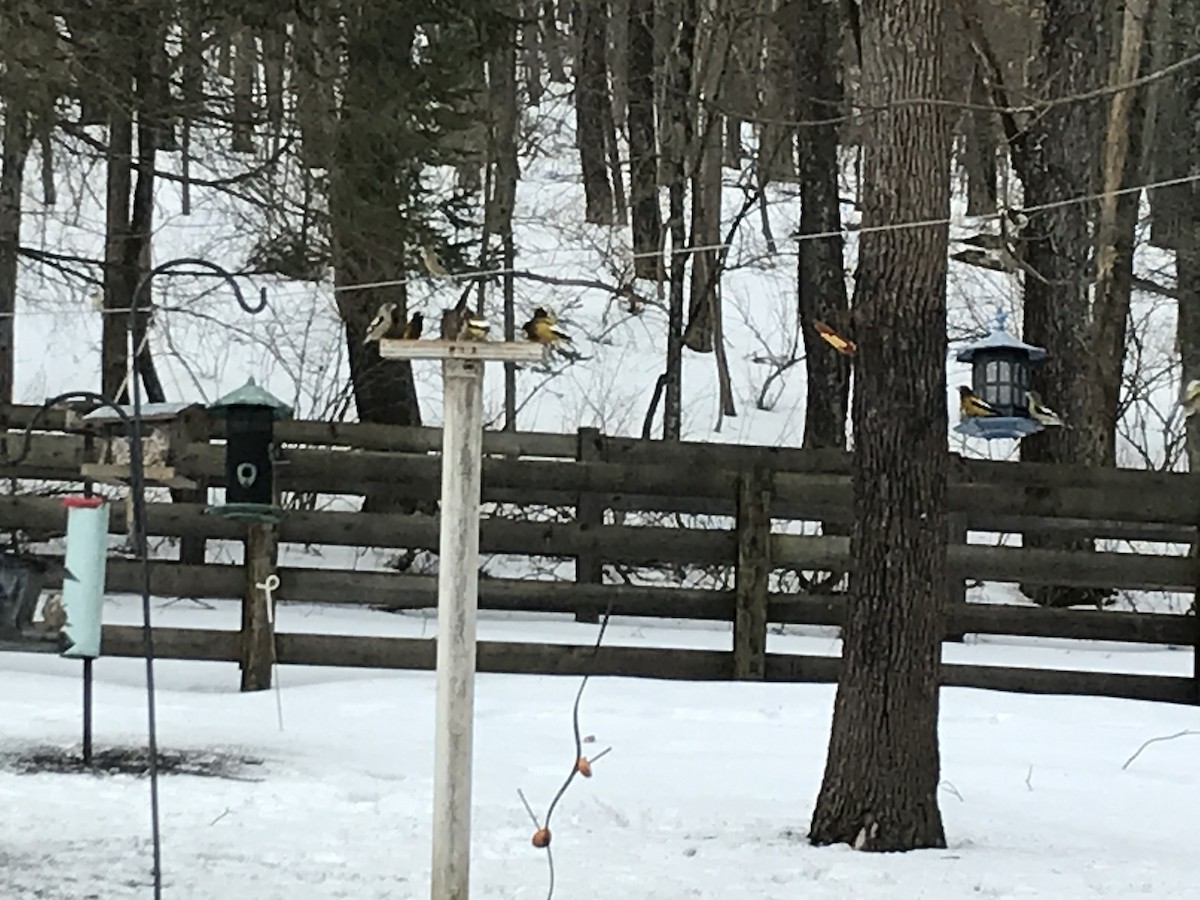 Evening Grosbeak - ML311049661