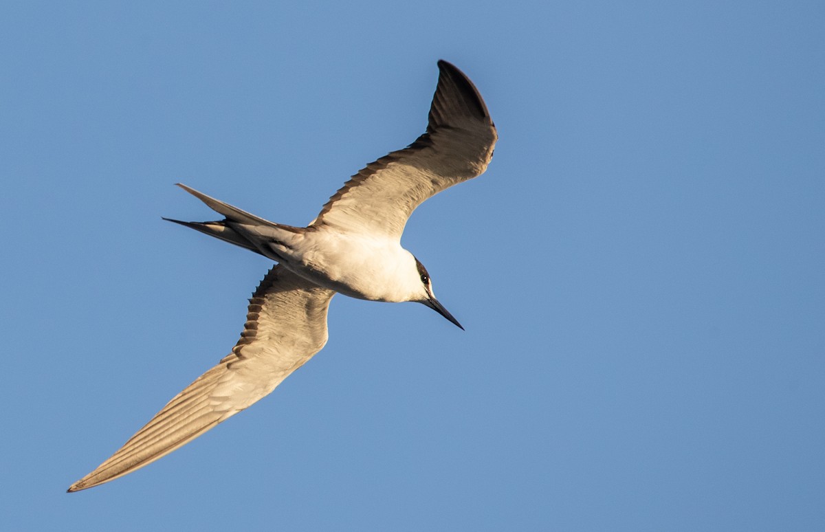 Sooty Tern - Ian Davies