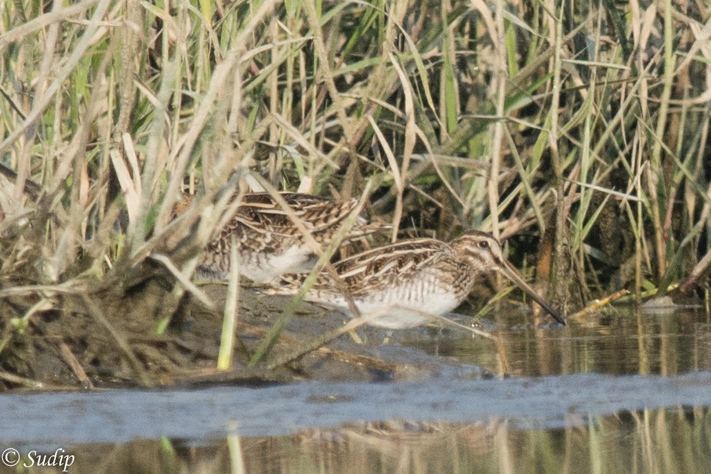 Common Snipe - ML311052871