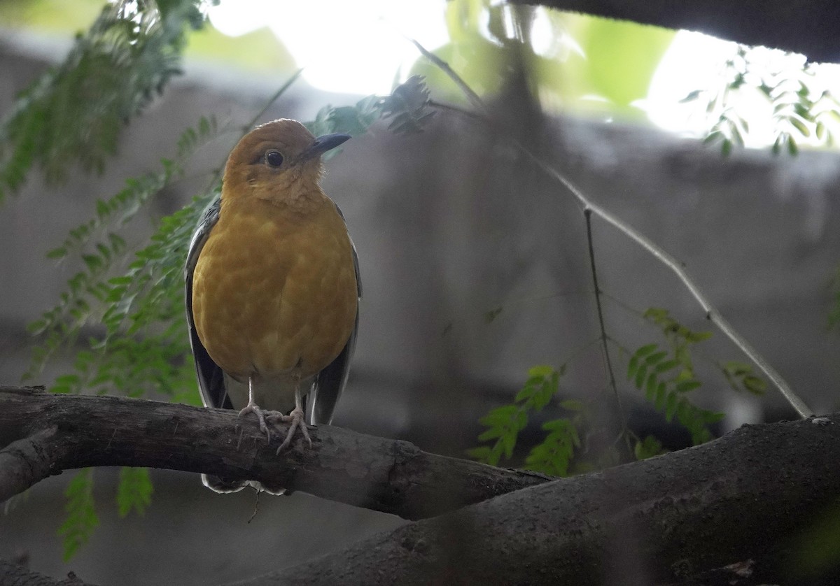 Orange-headed Thrush - ML311054571