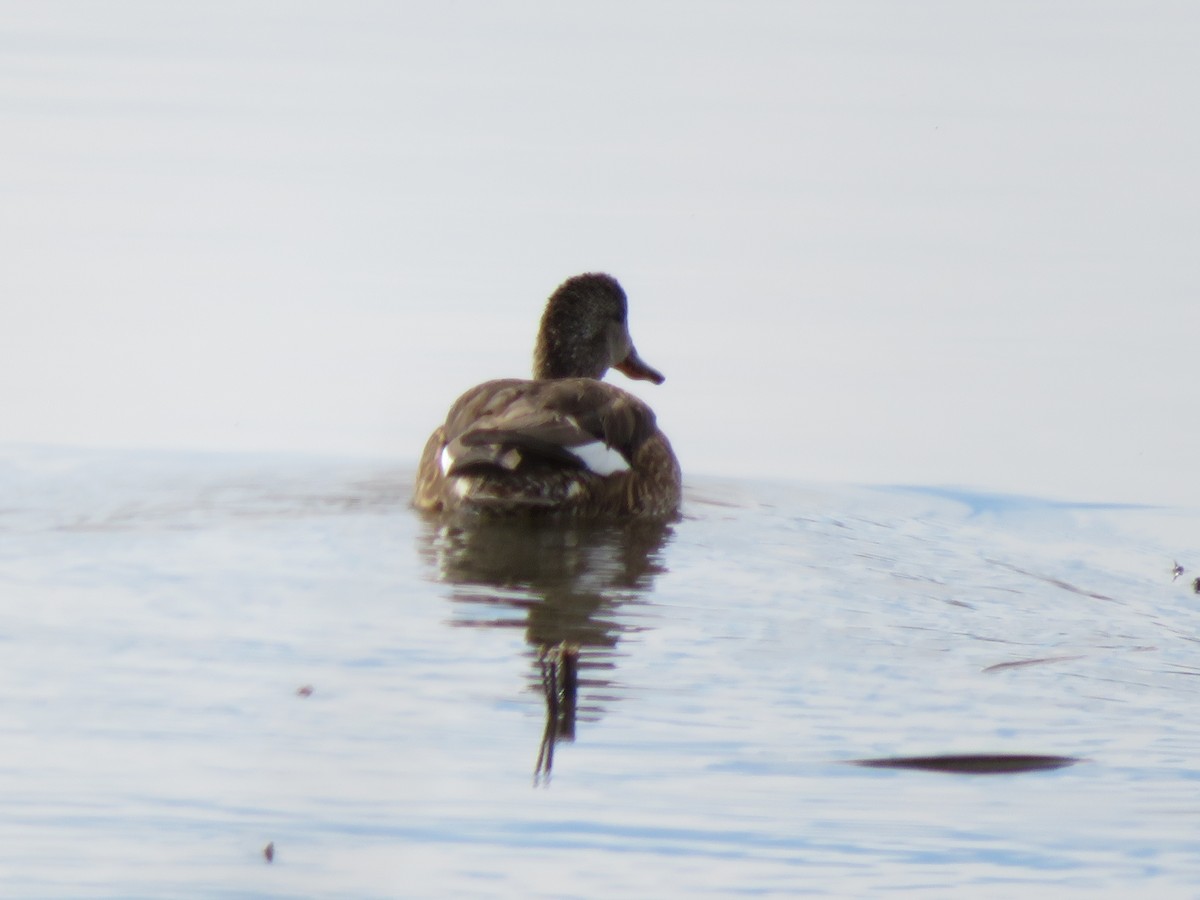 Gadwall - ML311055171