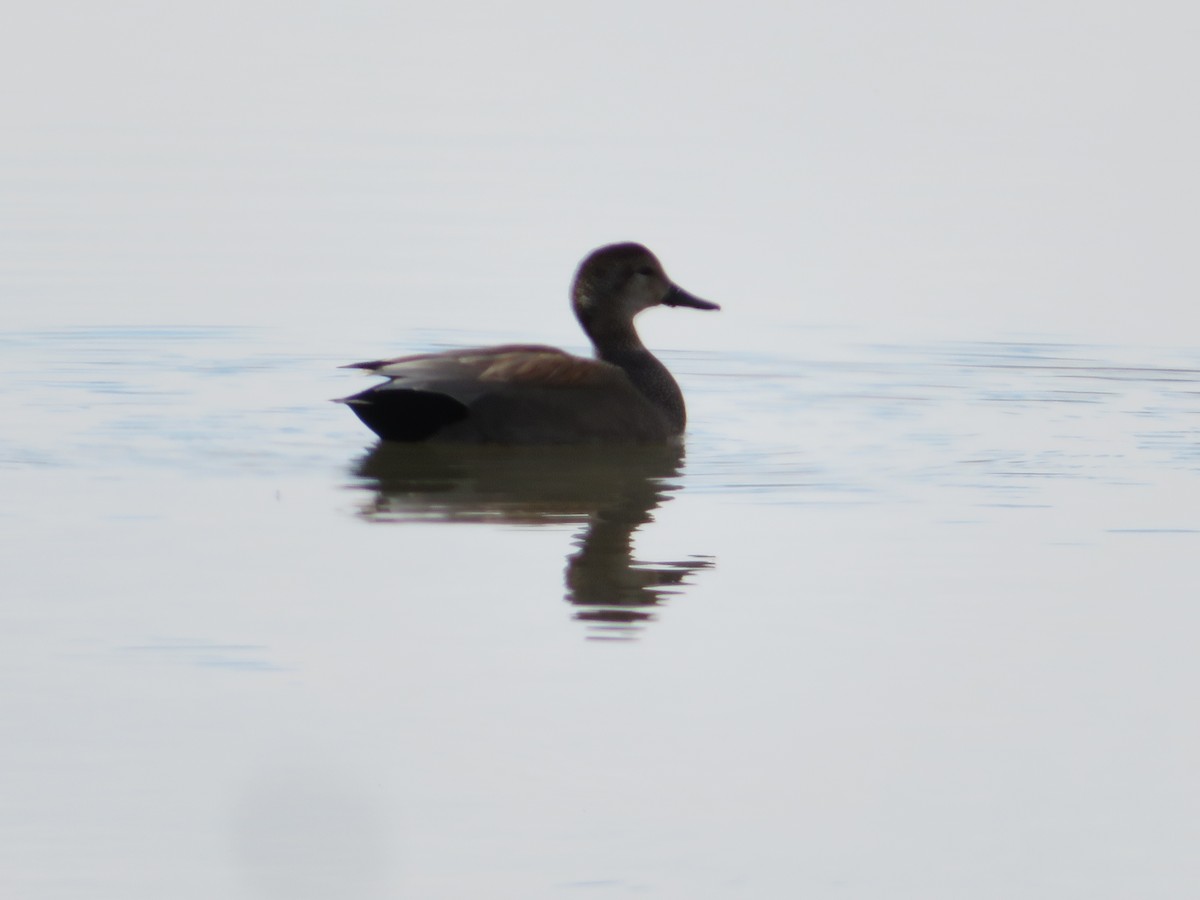 Gadwall - ML311055351