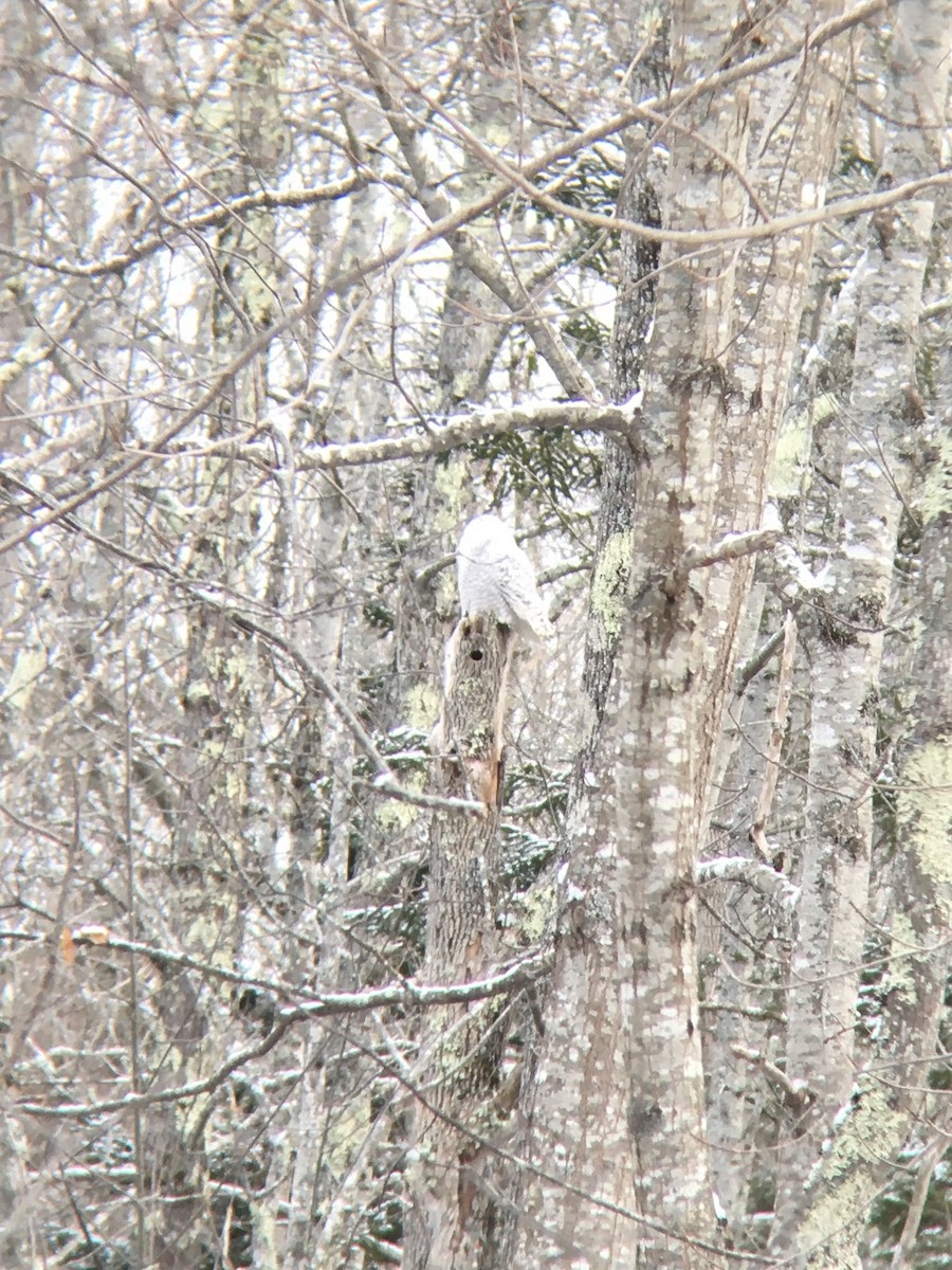 Snowy Owl - ML311057271