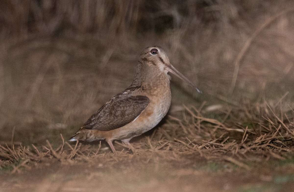 American Woodcock - ML311057671