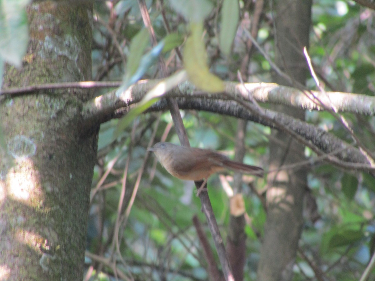 Brown-cheeked Fulvetta - Selvaganesh K