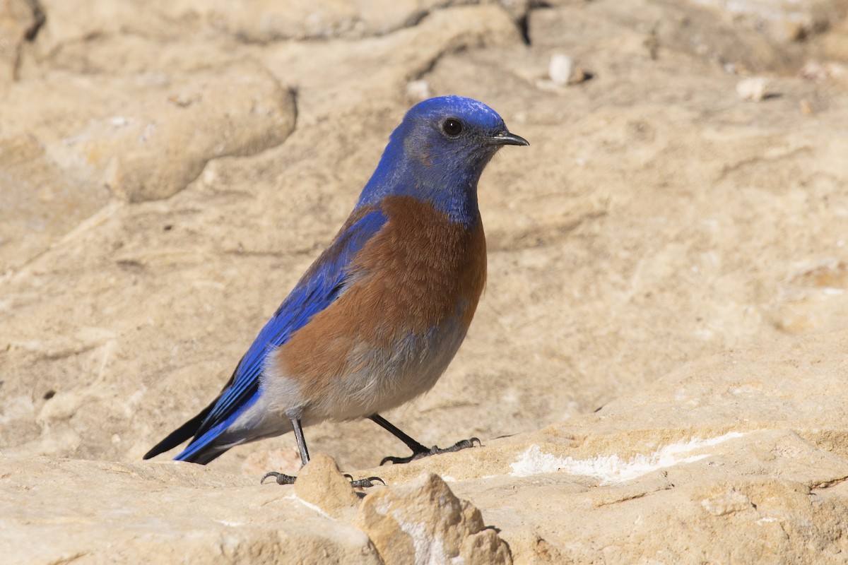 Western Bluebird - ML311058441