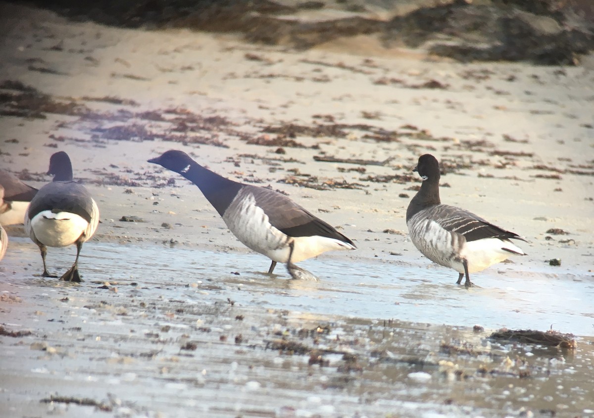 Brant - ML311058971