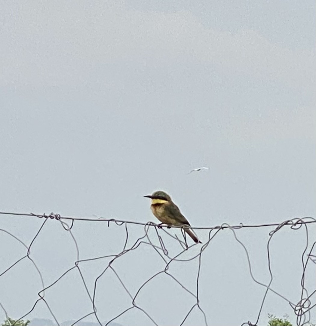 Little Bee-eater - ML311059541