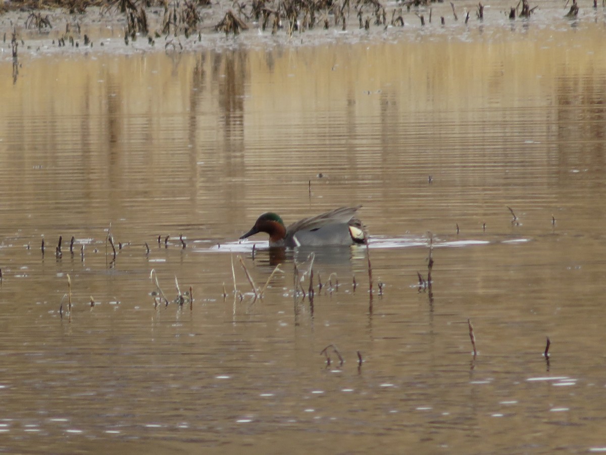 Green-winged Teal - ML311059581