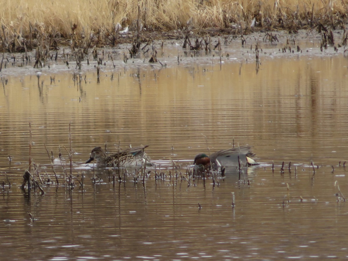 Green-winged Teal - ML311059591