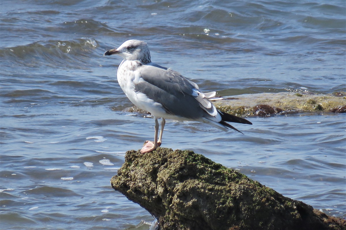 Lesser Black-backed Gull (Heuglin's) - ML311060161