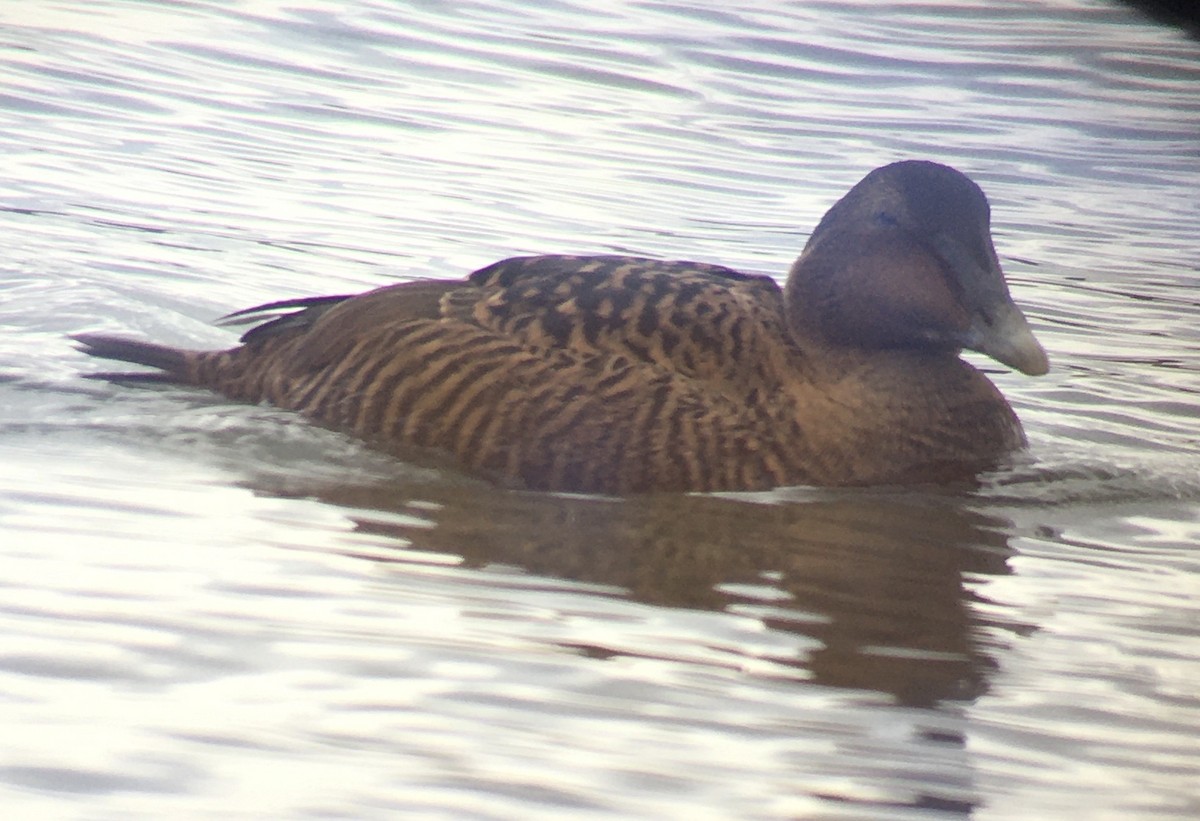 Common Eider - ML311061111