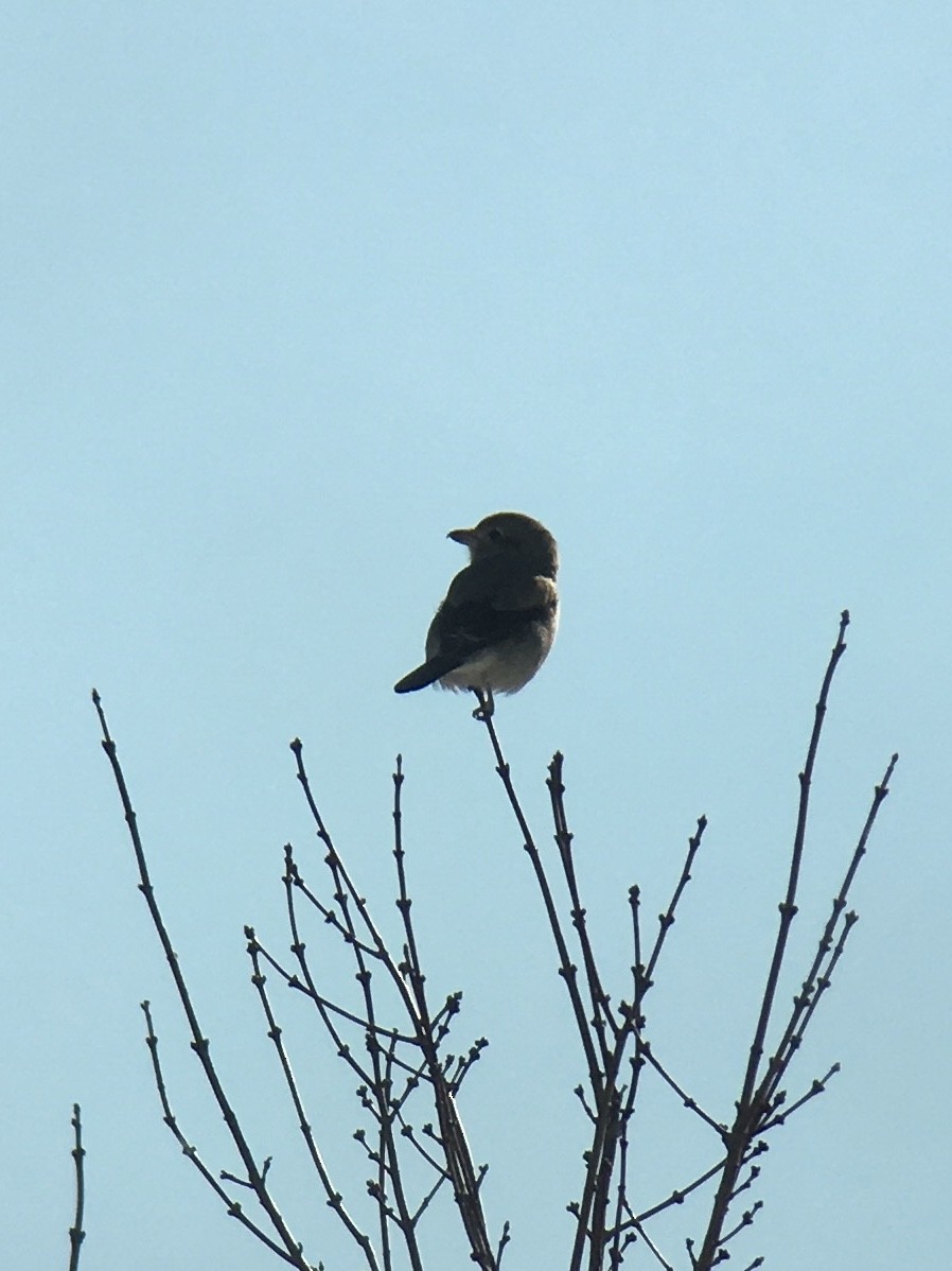 Northern Shrike - ML311061691