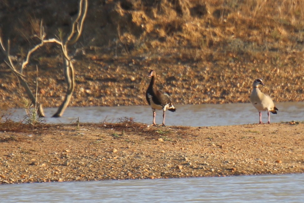 Spur-winged Goose - ML31106211